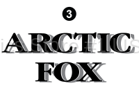 Front Arctic Fox Letters