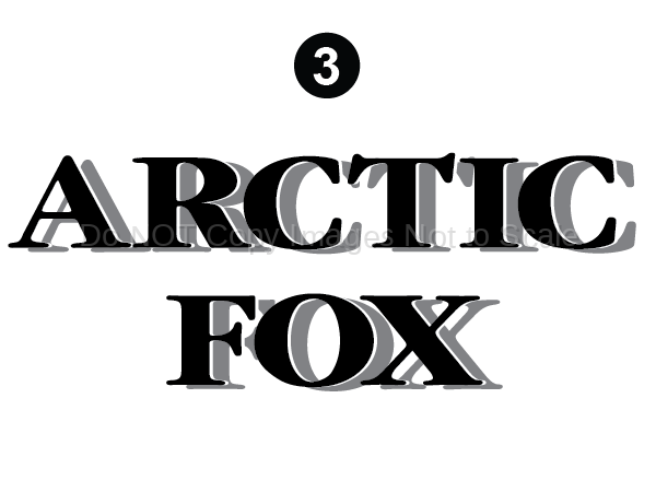 Front Arctic Fox Letters