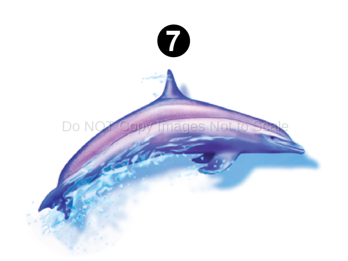 Side Middle Dolphin Pictorial