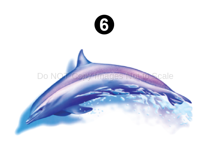 Side Front Dolphin Pictorial