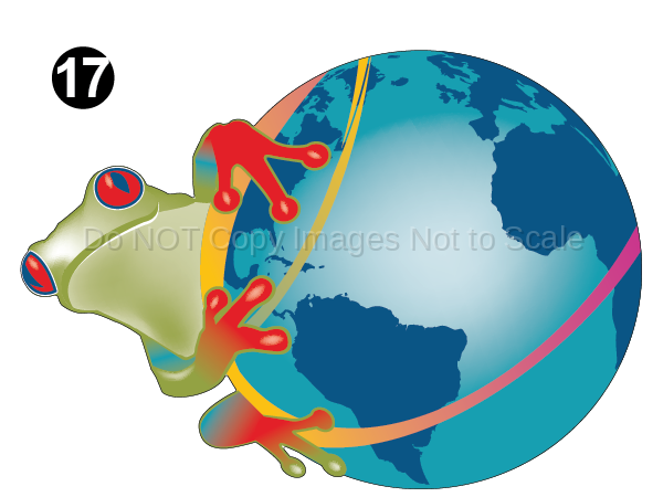 Earth / Frog Graphic