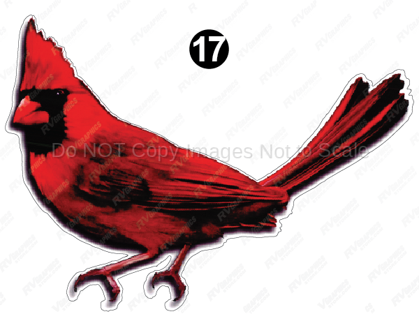 Cardinal Bird