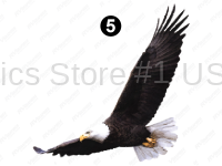 Roadside & Rear Large Eagle