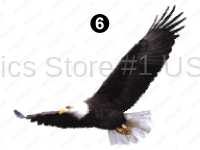 Small Eagle