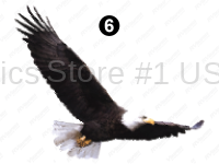Small Eagle